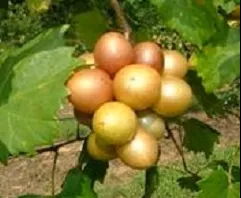 muscadine-dixie-red-bare-root Muscadine, Dixie Red, Bare Root