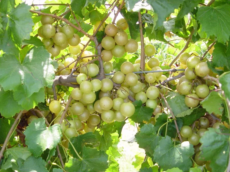 muscadine-hall-bare-root Muscadine, Hall, Bare Root