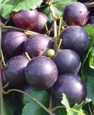 Muscadine, Paulk, Bare Root