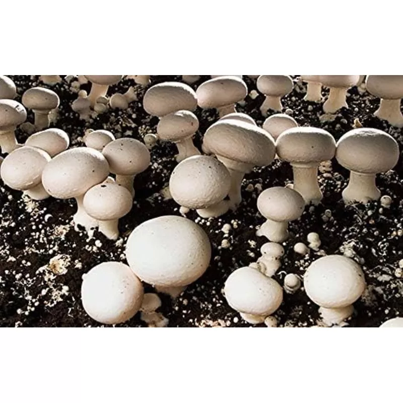 mushroom-plant-rungia-klossii-seeds-planting-in-herb-garden Mushroom Plant Rungia klossii Seeds for Planting in Herb Garden