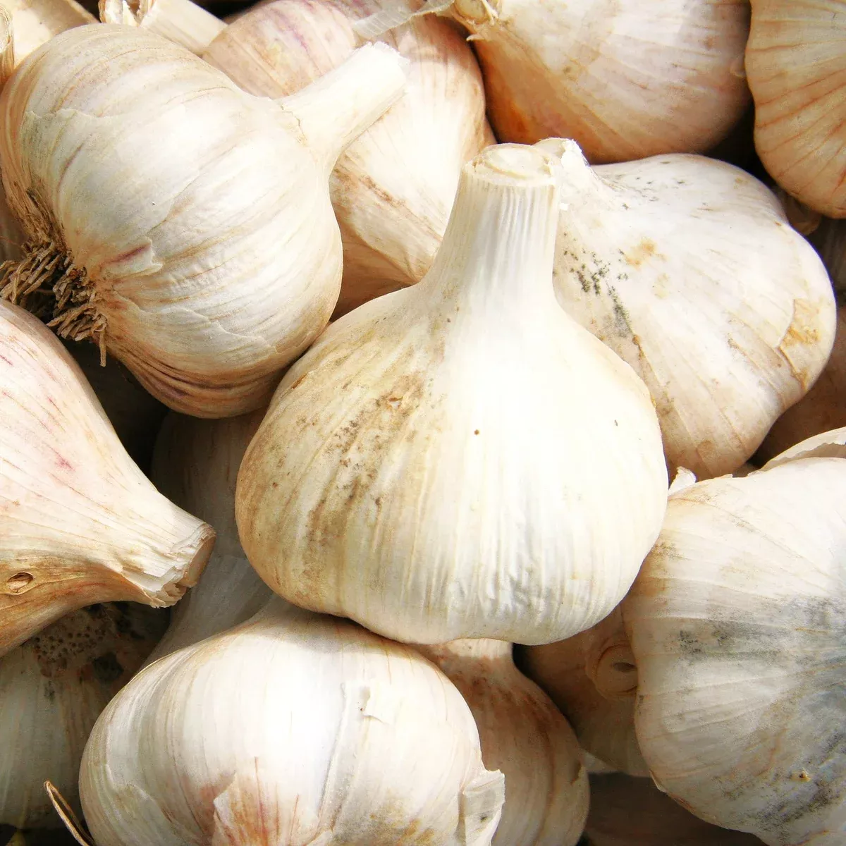 music-hardneck-garlic Music Hardneck Garlic