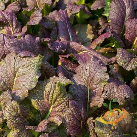 mustard-giant-red-seeds Mustard - Giant Red seeds
