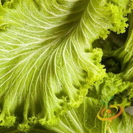 mustard-green-wave-seeds Mustard - Green Wave seeds