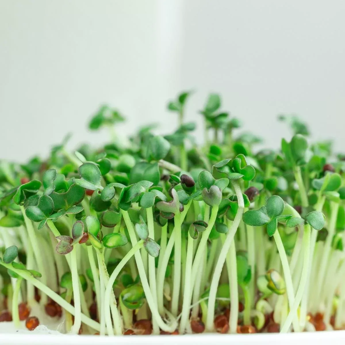 mustard-greens-seeds-microgreens Mustard Greens Seeds (Microgreens)
