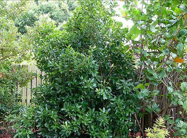 myrsine Myrsine