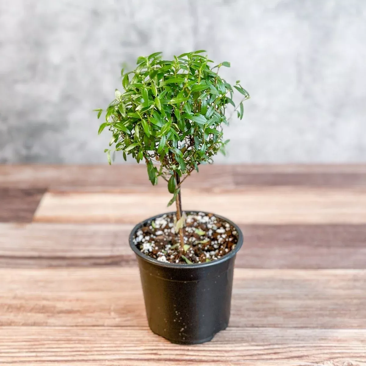 Myrtus communis - Myrtle Topiary Tree
