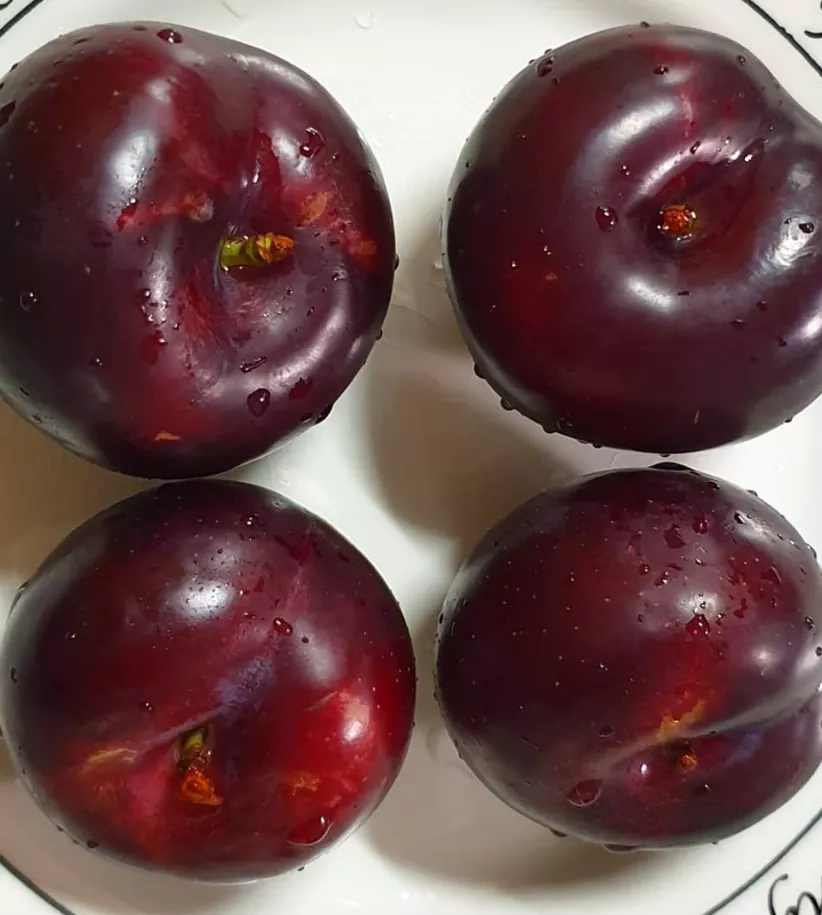 Nadia Cherry Plum