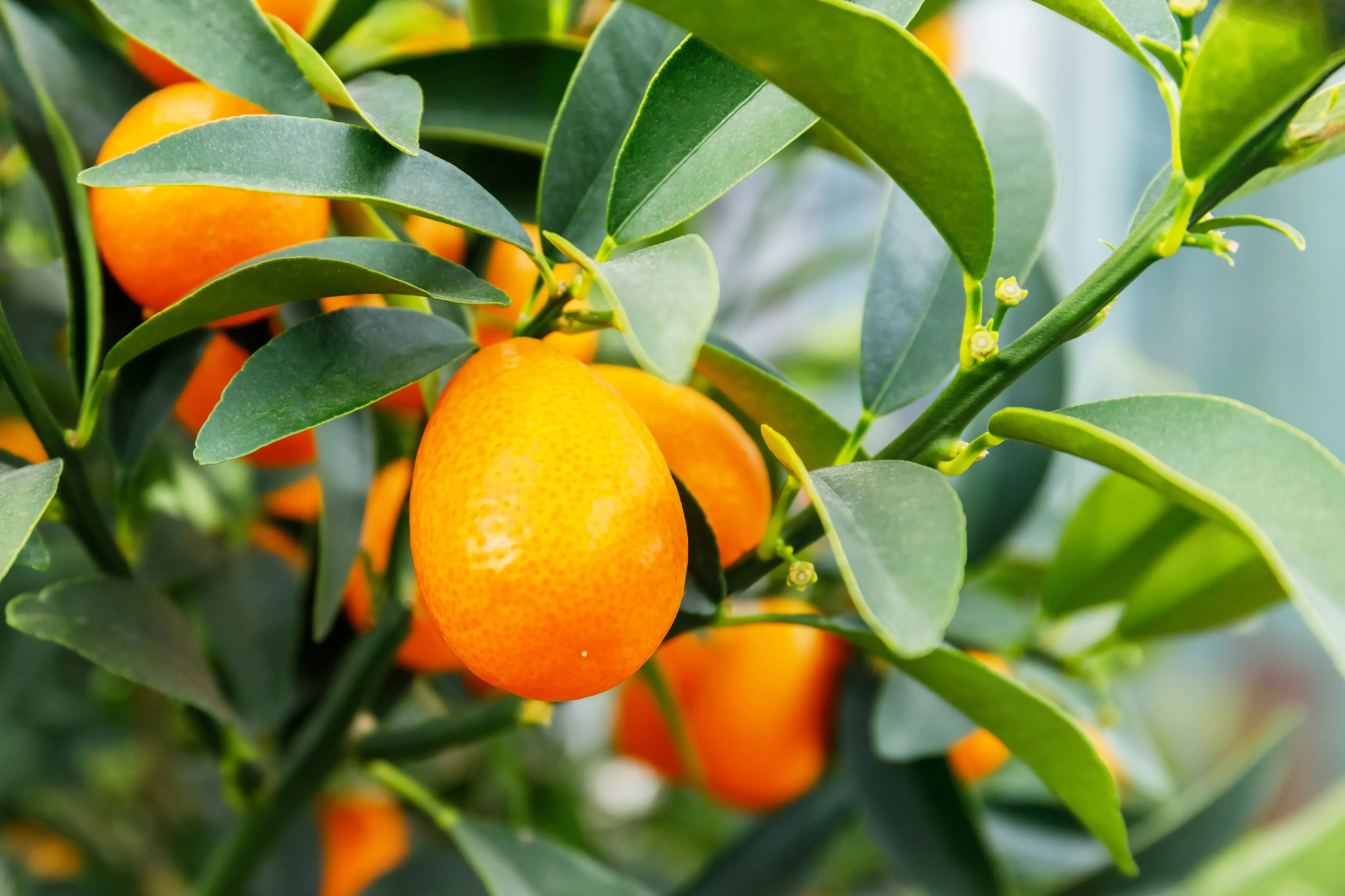 nagami-kumquat Nagami Kumquat