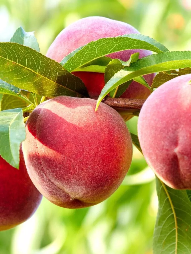 nanaimo-peach Nanaimo™Peach
