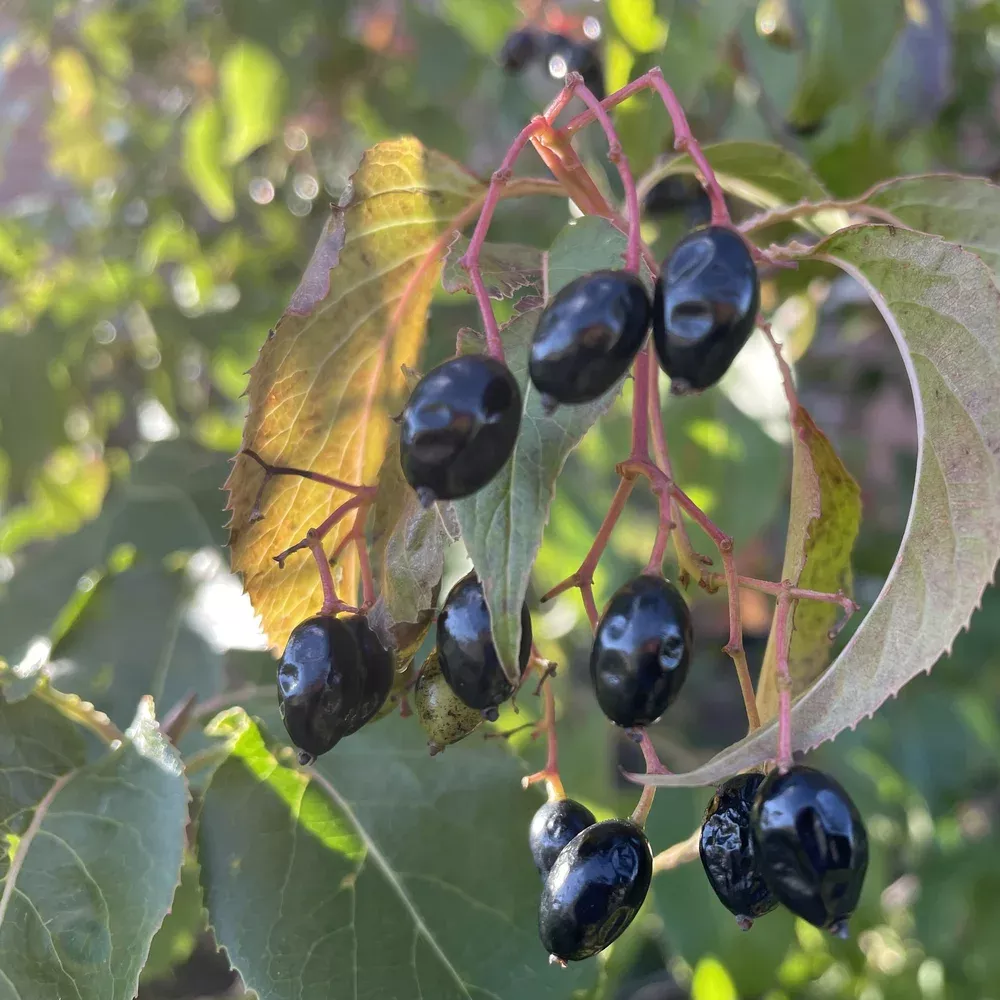 nannyberry Nannyberry