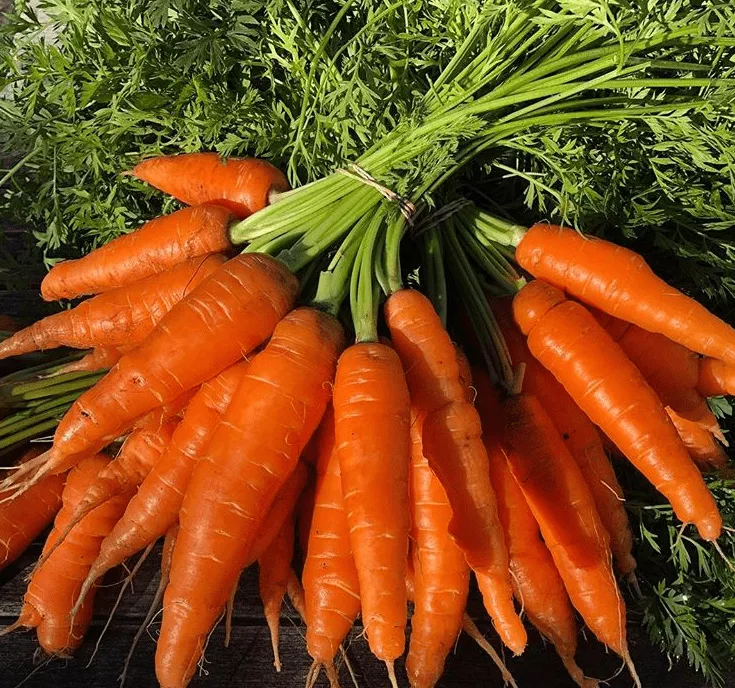 napoli-f1-carrot Napoli F1 Carrot