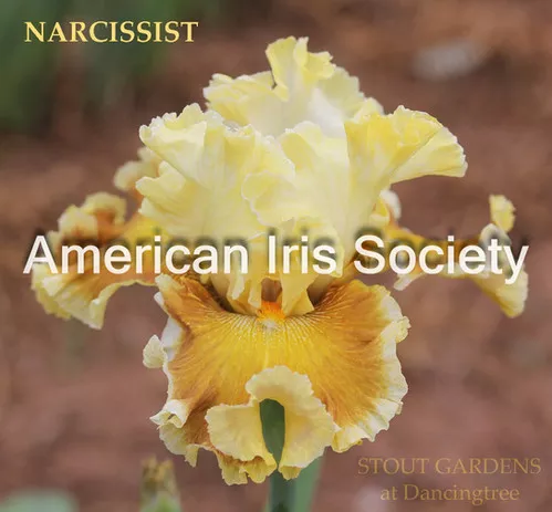 Narcissist