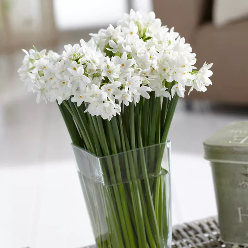 Narcissus - Paperwhite - Mammoth