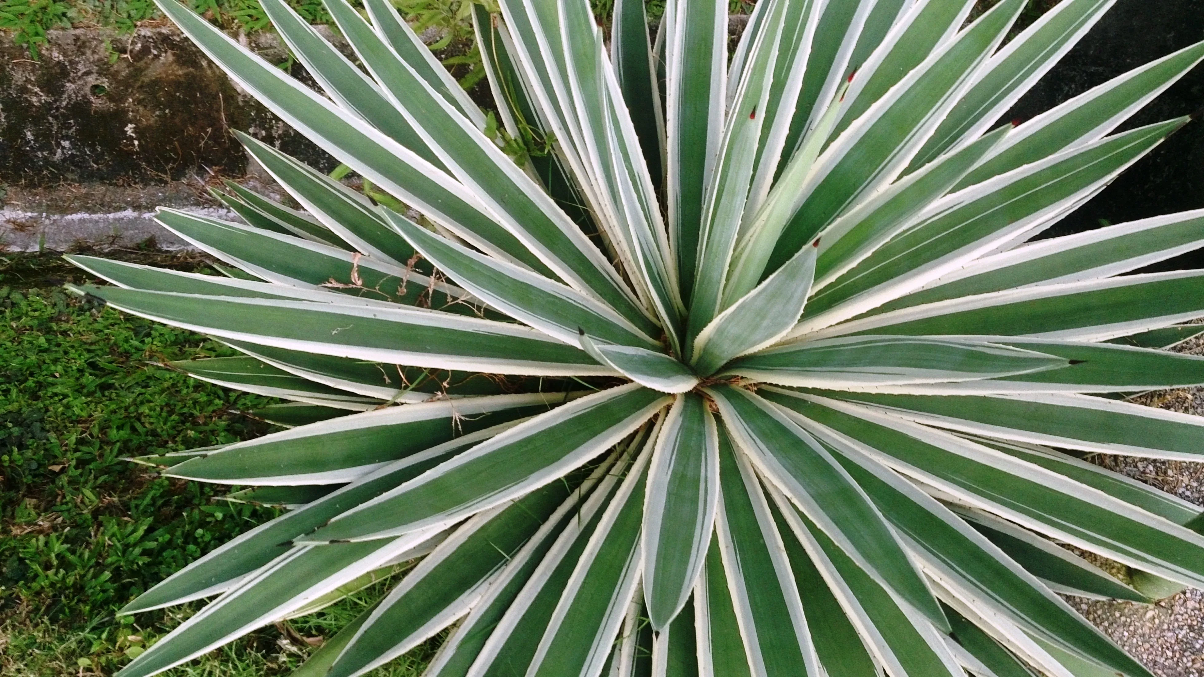 narrow-leaf-agave Narrow Leaf Agave