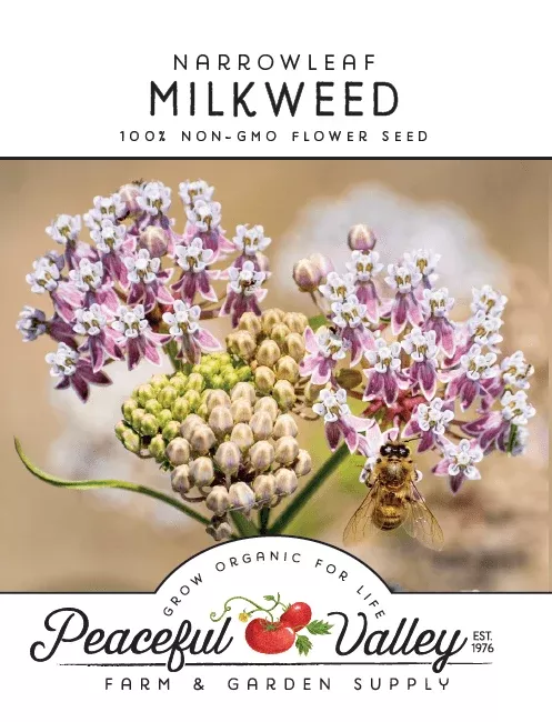 narrowleaf-milkweed-seeds Narrowleaf Milkweed Seeds