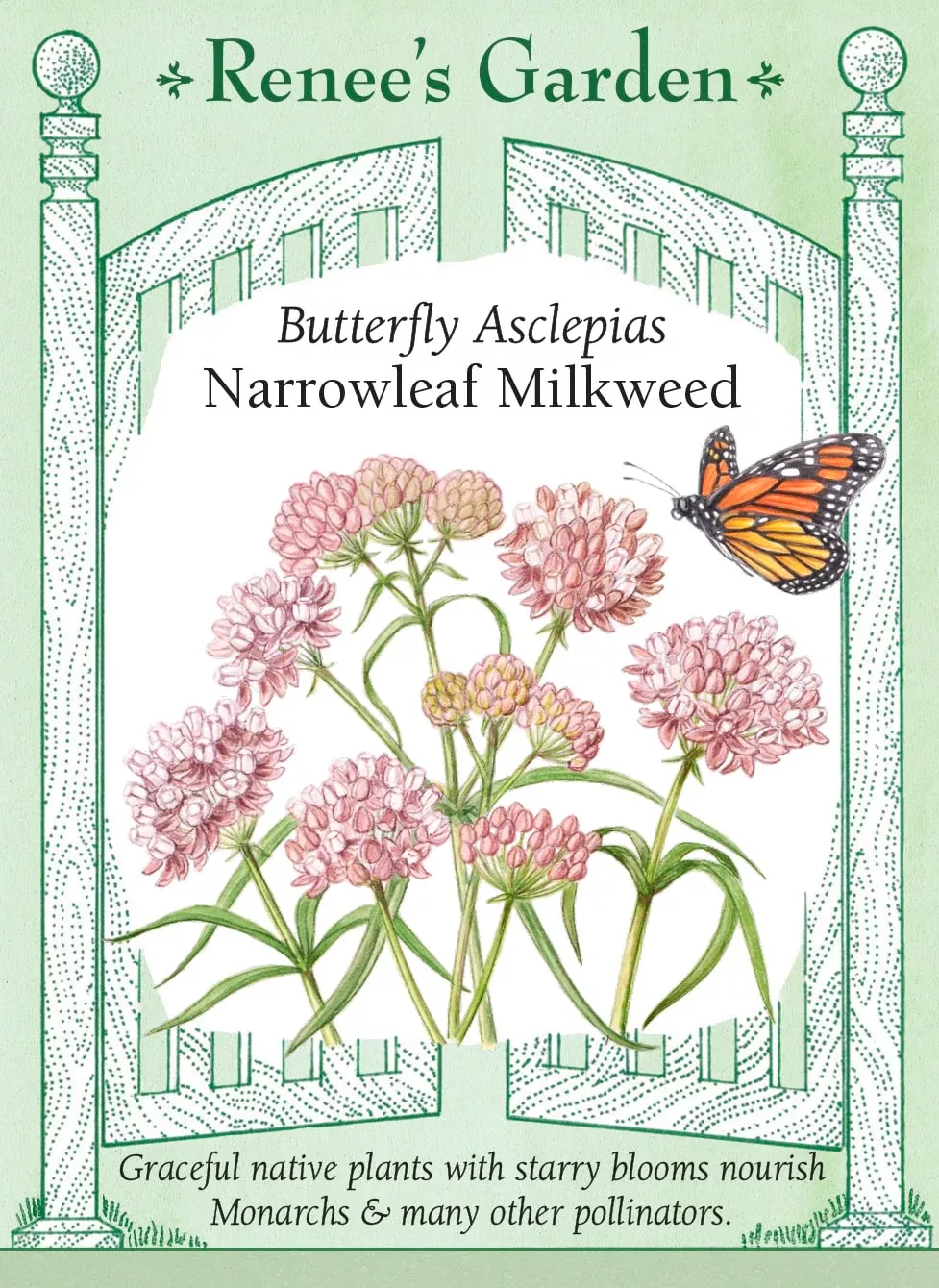 narrowleaf-milkweed Narrowleaf Milkweed