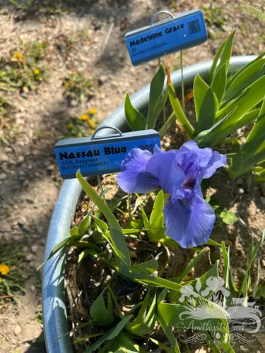nassau-blue Nassau Blue