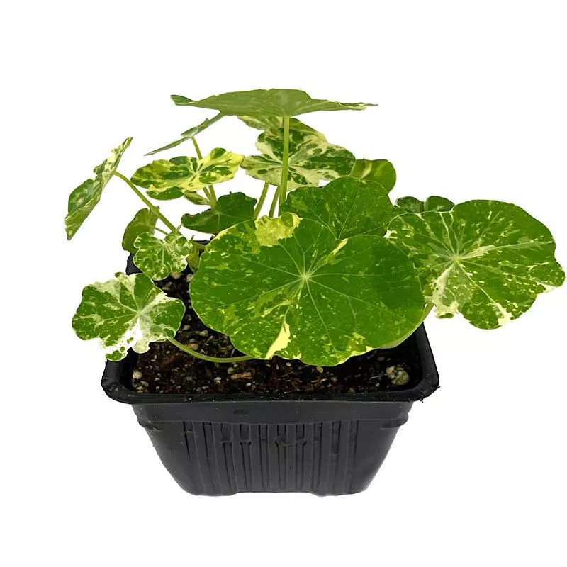Nasturtium: Alaska Mix