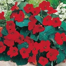 Nasturtium: Empress of India