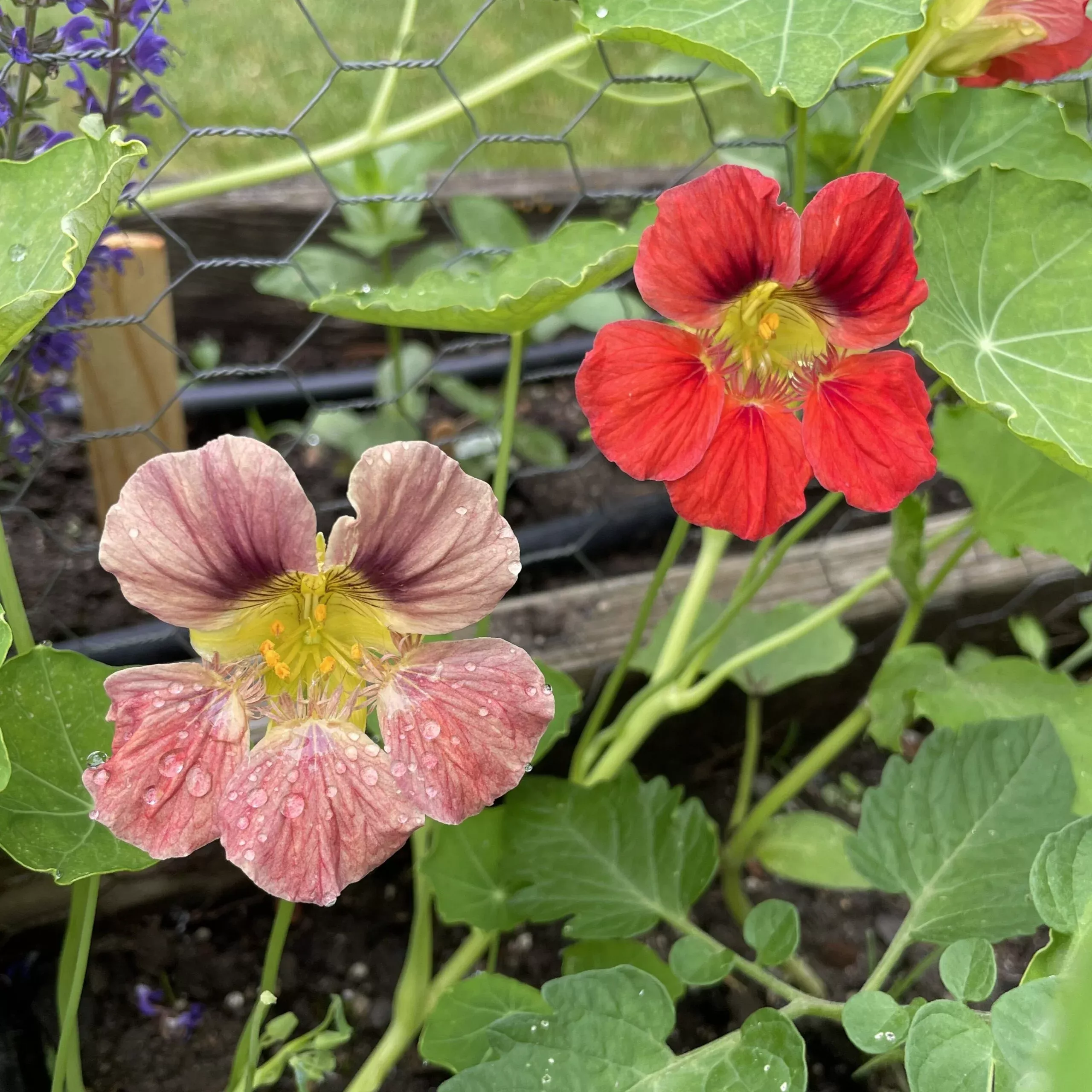 nasturtium-seedling-trailing-mix Nasturtium Seedling, Trailing Mix