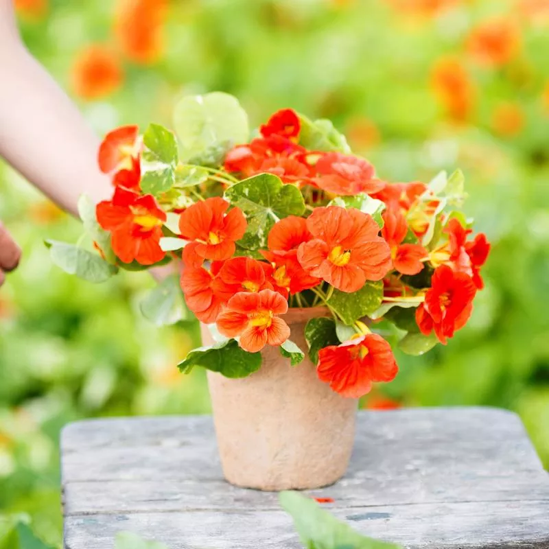 nasturtium-seeds-alaska-scarlet Nasturtium Seeds - Alaska Scarlet