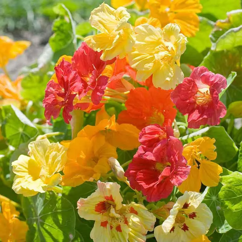 nasturtium-seeds-organic-jewel-mix Nasturtium Seeds (Organic) - Jewel Mix