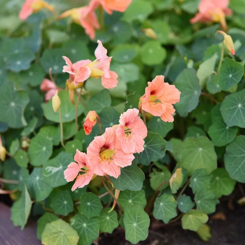 nasturtium-seeds-salmon-baby Nasturtium Seeds - Salmon Baby