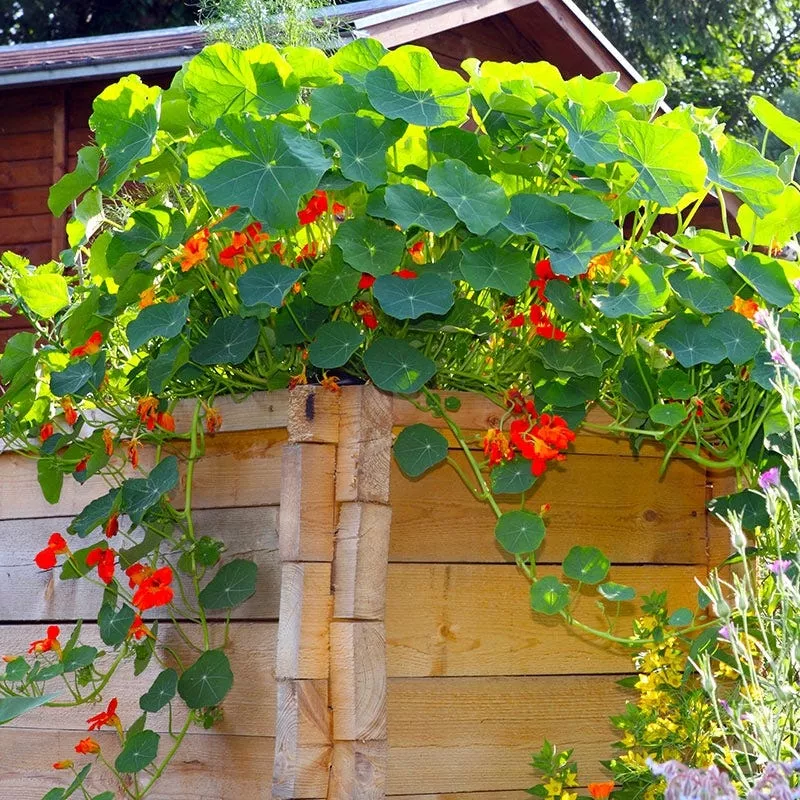 nasturtium-seeds Nasturtium Seeds