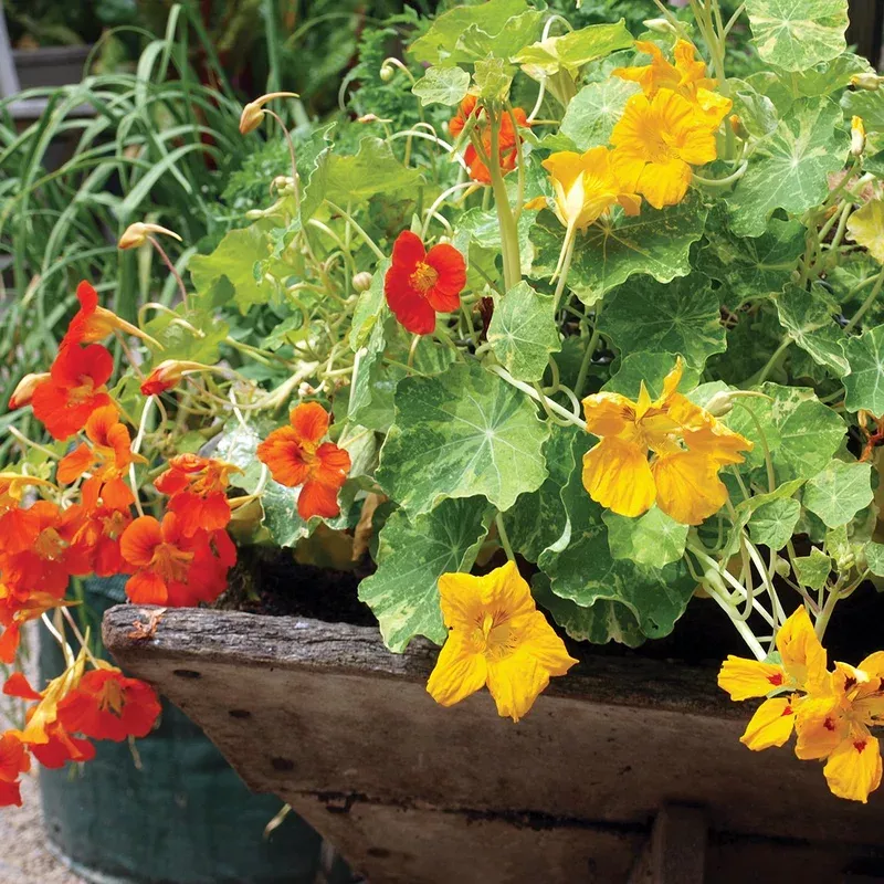 nasturtium-trailing-mix Nasturtium 'Trailing Mix'