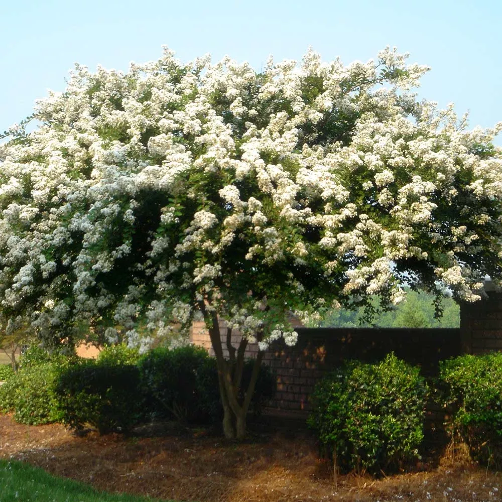 natchez-crape-myrtle-tree Natchez Crape Myrtle Tree