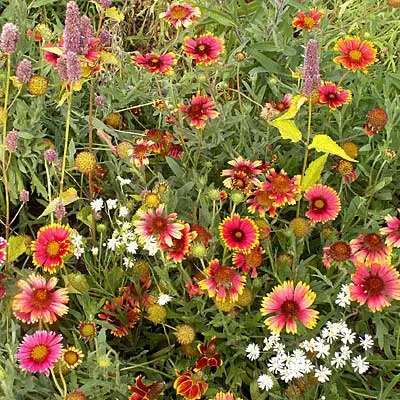 native-eastern-xeriscape-wildflower-seed-mix Native Eastern Xeriscape Wildflower Seed Mix
