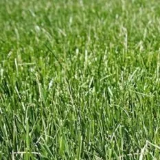 native-fescue-grass-mix Native Fescue Grass Mix