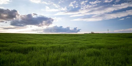 native-grass-seed-mix Native Grass Seed Mix