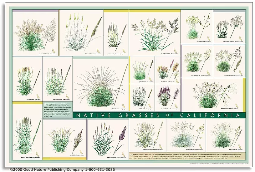 native-grasses-california-poster Native Grasses of California Poster
