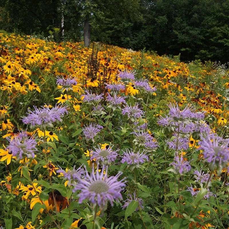 native-northeast-wildflower-seed-mix Native Northeast Wildflower Seed Mix
