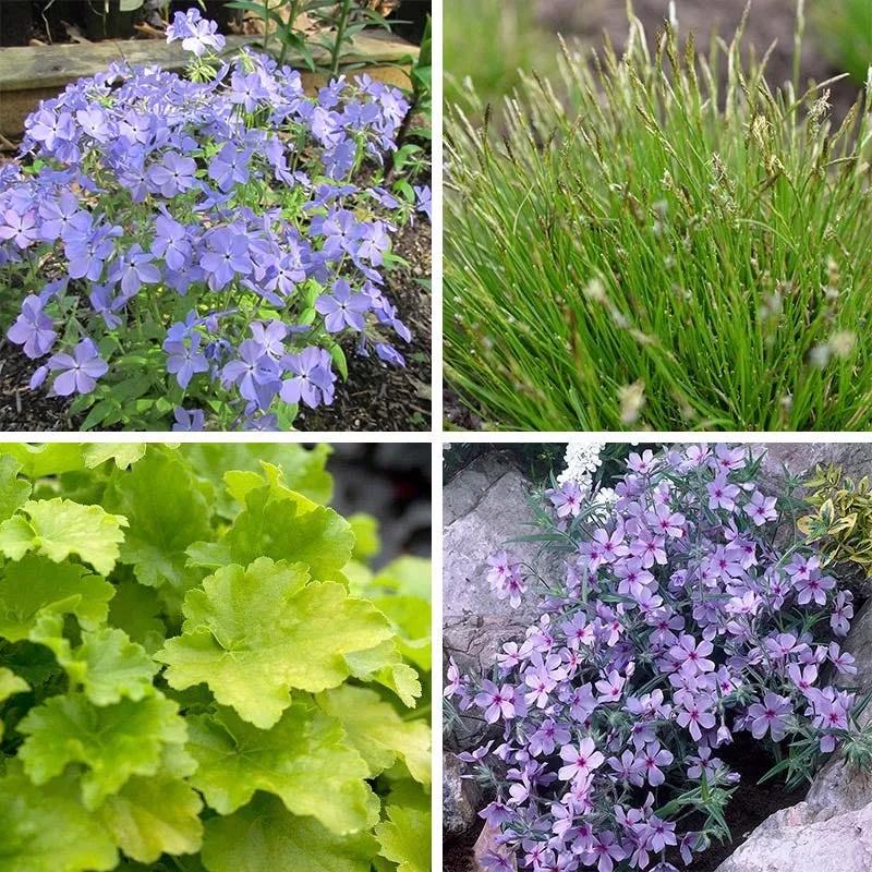 native-shade-low-grow-plant-collection Native Shade Low Grow Plant Collection