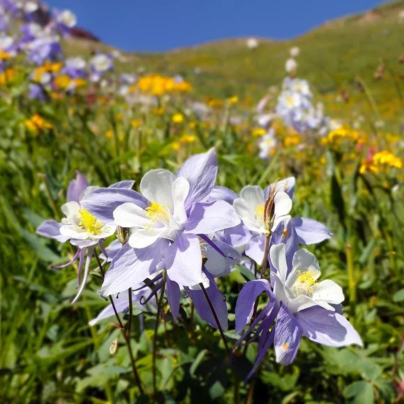 native-west-wildflower-seed-mix Native West Wildflower Seed Mix