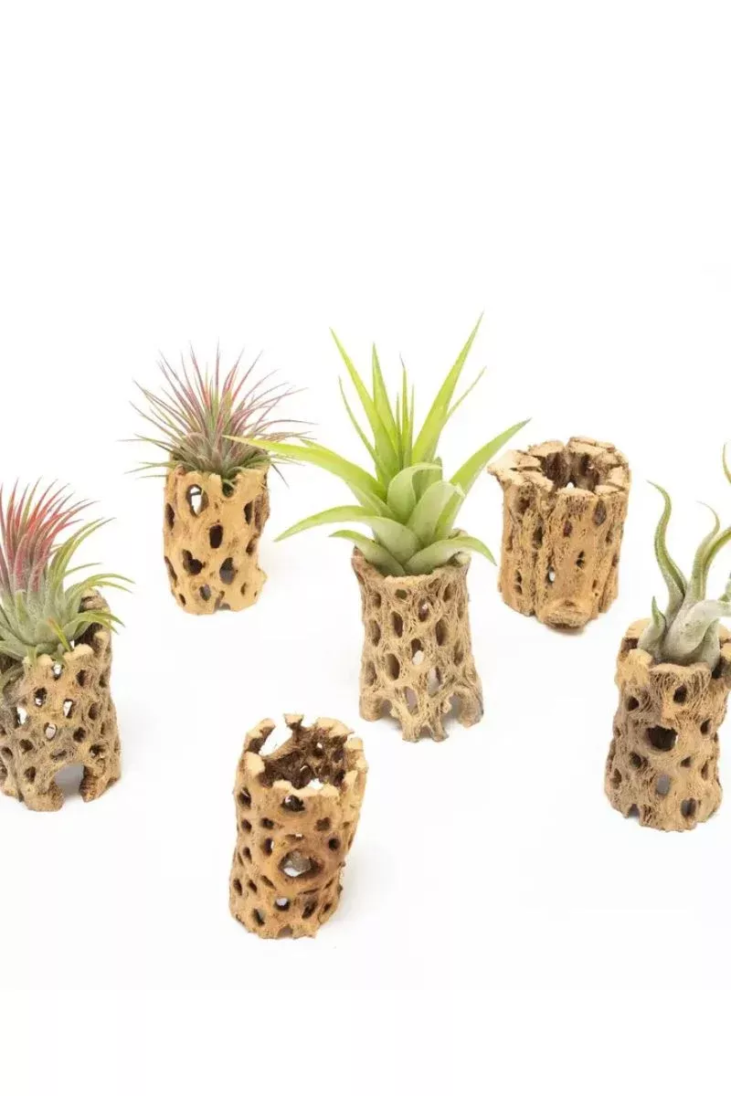 Natural Cholla Wood Containers Tall 3″