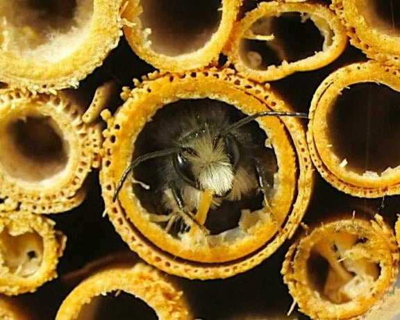 natural-reeds-mason-leafcutter-bees-50-bundle Natural Reeds for Mason and Leafcutter Bees (50-bundle)