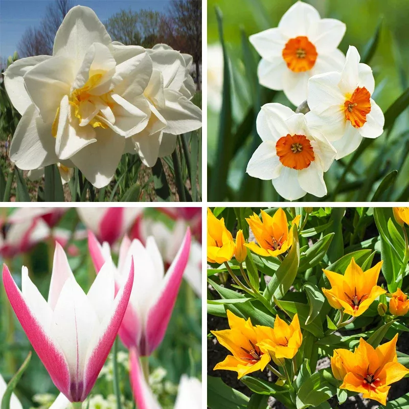 naturalizing-tulip-daffodil-bulb-collection Naturalizing Tulip & Daffodil Bulb Collection