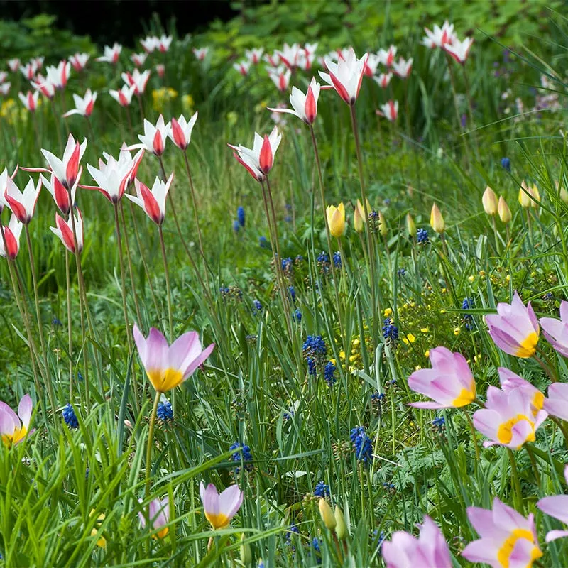 naturalizing-wild-tulip-bulb-collection Naturalizing Wild Tulip Bulb Collection