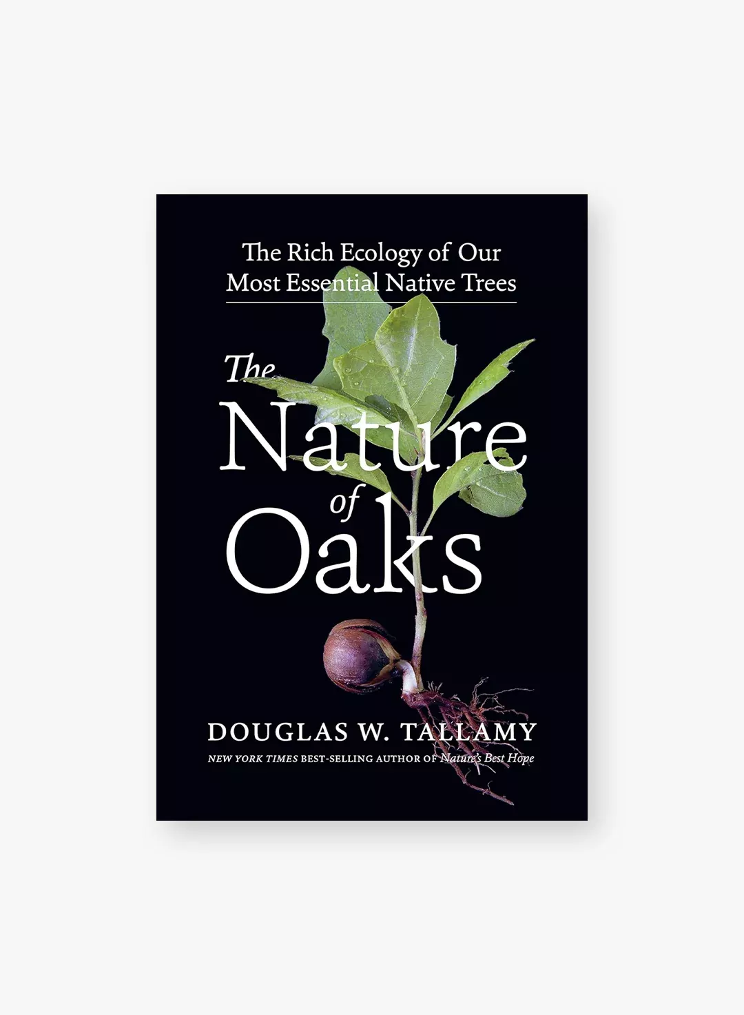 nature-oaks-rich-ecology-our-most-essential-native-trees The Nature of Oaks: The Rich Ecology of Our Most Essential Native Trees