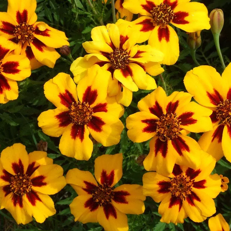 naughty-marietta-marigold-seeds Naughty Marietta Marigold Seeds