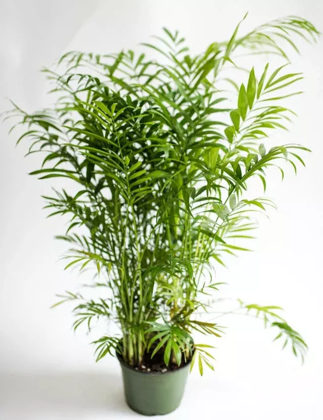 neanthe-bella-palm-parlor-palm Neanthe Bella Palm – Parlor Palm