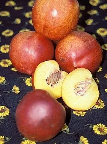 nectar-babe-miniature-nectarine Nectar Babe Miniature Nectarine
