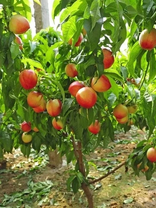 Nectar Babe Nectarine & Pix Zee Peach – Miniature