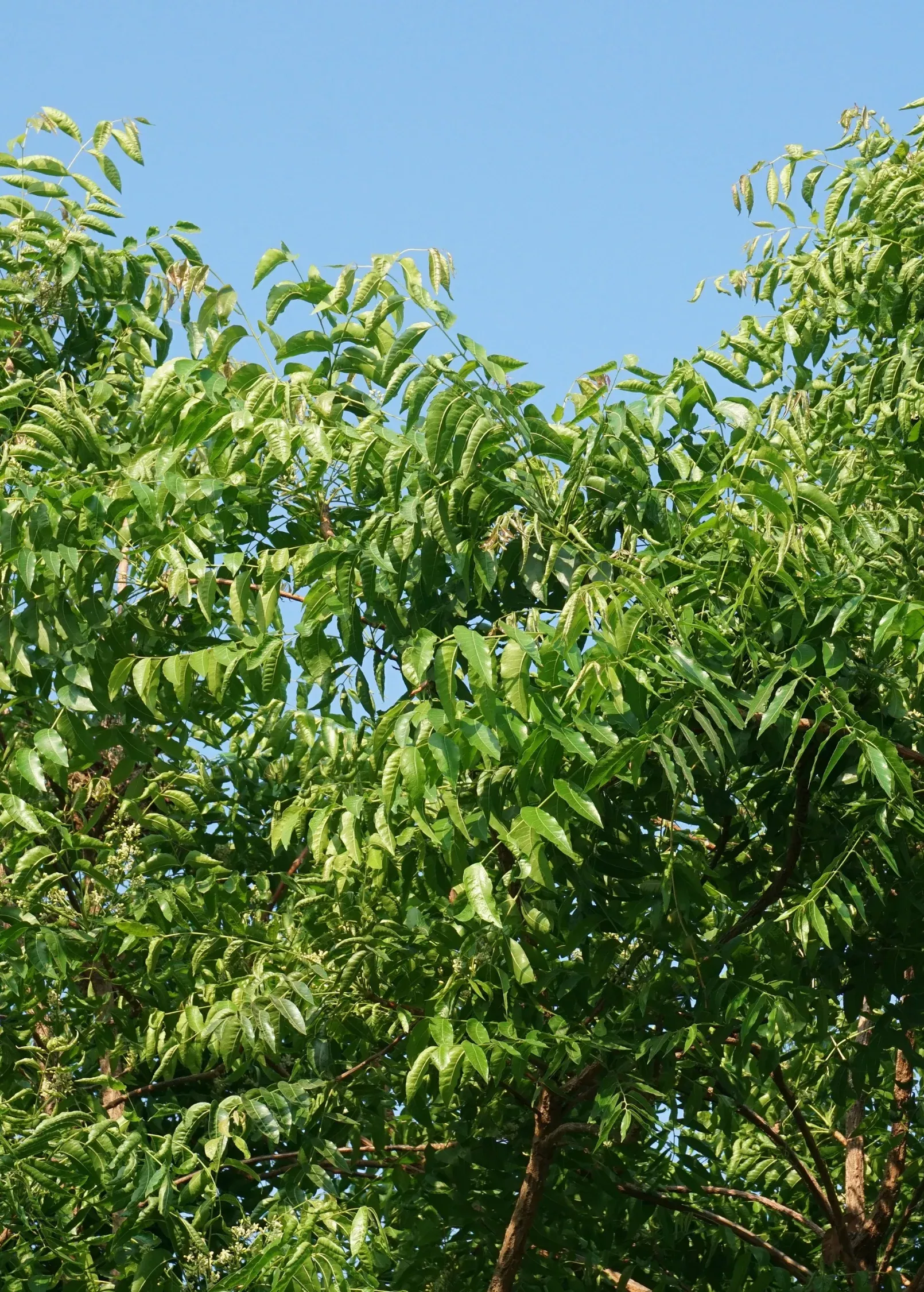 neem-tree-azadirachta-indica Neem Tree (Azadirachta indica)