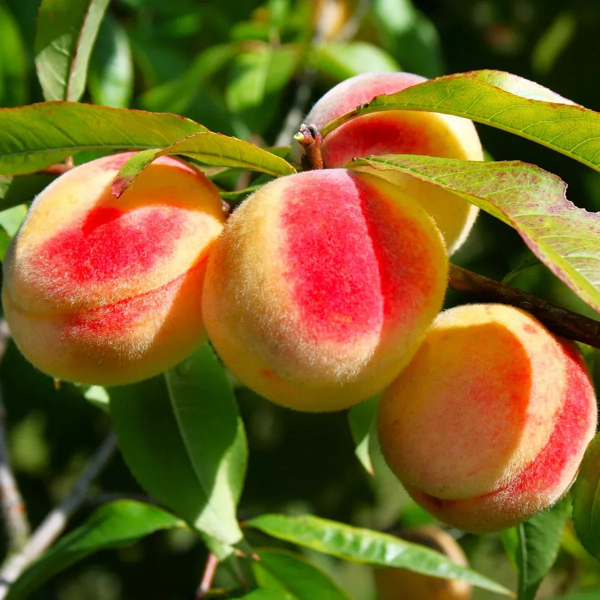 nemaguard-peach-tree Nemaguard Peach Tree