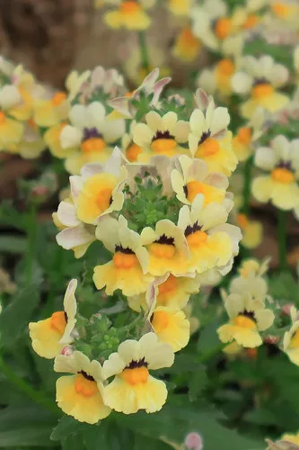 nemesia-sunshine Nemesia (Sunshine)