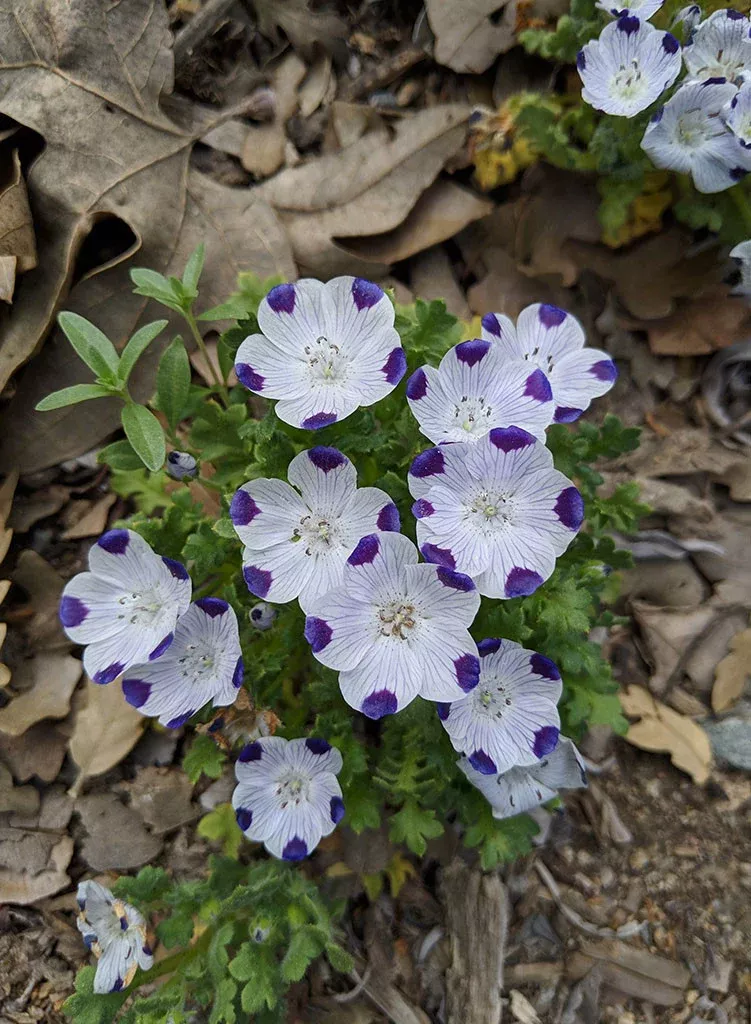 Nemophila maculata - Fivespot (Seed)